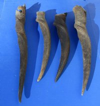 5 piece lot of #2 Grade and/or small African Eland Bull Horns 24 to 28 inches long for $60.00
