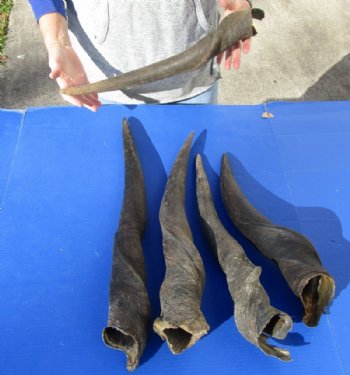 5 piece lot of #2 Grade and/or small African Eland Bull Horns 24 to 28 inches long for $60.00