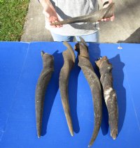 5 piece lot of #2 Grade and/or small African Eland Bull Horns 20 to 33 inches long for $60.00