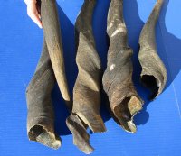 5 piece lot of #2 Grade and/or small African Eland Bull Horns 20 to 33 inches long for $60.00