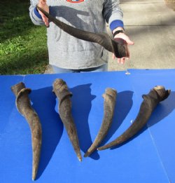 5 piece lot of #2 Grade and/or small African Eland Bull Horns 22 to 31 inches long for $60.00