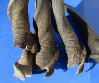 5 piece lot of #2 Grade and/or small African Eland Bull Horns 22 to 31 inches long for $60.00