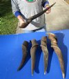 5 piece lot of #2 Grade and/or small African Eland Bull Horns 20 to 33 inches long.  (You are buying the horns in the photos-review photos for damage) for $60.00