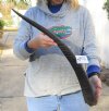 African Sable (Hippotragus niger) horn measuring 26 inches (You are buying the horn pictured) for $45 (Rough spot on horn)