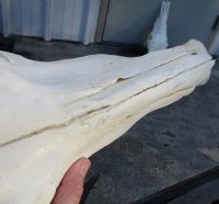 19 inch wide Female Blue Wildebeest Skull and Horns - $80