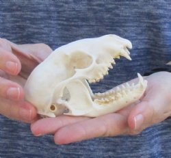 Raccoon Skull measuring 4-1/2 inches long and 3 wide for $30 