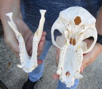 Slight B-Grade 8-1/4 inch Male Chacma Baboon Skull for Sale (CITES 084969) - You are buying this skull pictured for $300.00 (Signature Required) (broken front teeth)