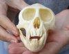 Slight B-Grade Male African vervet monkey skull, chlorocebus pygerythurs, 4-1/4 inches Long by 2-1/2 inches Wide - You are buying the monkey skull pictured for $130 (Cites #084969)  (crack in tooth)