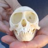 A-Grade Female African vervet monkey skull, chlorocebus pygerythrus, 3-1/2" Long - You are buying the monkey skull pictured for $110 (Cites #084969) 