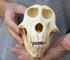 A-Grade 6-3/4 inch Female Chacma Baboon Skull for Sale (CITES 084969) - You are buying this skull pictured for $190.00