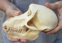 A-Grade 6-3/4 inch Female Chacma Baboon Skull for Sale (CITES 084969) for $150.00