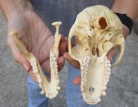 A-Grade 6-3/4 inch Female Chacma Baboon Skull for Sale (CITES 084969) for $150.00