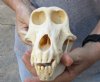 B-Grade 7-3/4 inch Female Chacma Baboon Skull for Sale (CITES 084969) - You are buying this skull pictured for $165.00 (piece of bottom jaw broken)