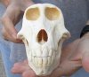 A-Grade 7 inch Female Chacma Baboon Skull for Sale (CITES 084969) - You are buying this skull pictured for $190.00