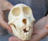 B-Grade 5-1/2 inch Juvenile Chacma Baboon Skull for Sale (CITES 084969) - You are buying this skull pictured for $115.00 (crack in skull)