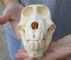 Slight B-Grade 6-3/4 inch Sub-Adult Chacma Baboon Skull for Sale (CITES 084969) - You are buying this skull pictured for $140.00 