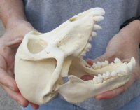 B-Grade 6-1/2 inch Female Chacma Baboon Skull for Sale (CITES 084969) for $140.00