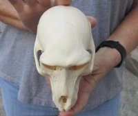 B-Grade 6-1/2 inch Female Chacma Baboon Skull for Sale (CITES 084969) for $140.00