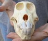 B-Grade 7 inch Sub-Adult Chacma Baboon Skull for Sale (CITES 084969) - You are buying this skull pictured for $135.00 (missing teeth)