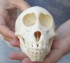 A-Grade 4-3/4 inch Juvenile Chacma Baboon Skull for Sale (CITES 084969) - You are buying this skull pictured for $135.00 