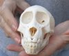 B-Grade 4-3/4 inch Juvenile Chacma Baboon Skull for Sale (CITES 084969) - You are buying this skull pictured for $130.00 (slit damage to skull)