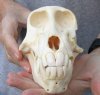 B-Grade 7-1/4 inch Male Chacma Baboon Skull for Sale (CITES 084969) - You are buying this skull pictured for $190.00
