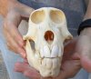 C-Grade 7 inch Sub-Adult Chacma Baboon Skull for Sale (CITES 084969) - You are buying this skull pictured for $120.00 (missing teeth and damage skull)