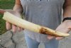 13-inch Straight Hippo Tusk, hippo Ivory, 1 pound and 60% solid.  (You are buying the hippo tusk pictured) for $160.00 (CITES #300162) 