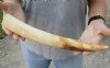 13-inch Straight Hippo Tusk, hippo Ivory, 1 pound and 50% solid.  (You are buying the hippo tusk pictured) for $160.00 (CITES #300162) 