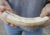 9-inch Curved Hippo Tusk, hippo Ivory, .75 pound and 40% solid.  (You are buying the hippo tusk pictured) for $105.00 (CITES #300162) 