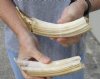 2 pc lot of 7 and 8-inch Hippo Tusk, hippo Ivory, 1 pound  (You are buying the 2 hippo tusk pictured) for $140.00 (CITES #300162) 