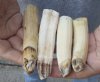 4 pc lot of 4 to 5-inch Hippo Tusks, hippo Ivory, .50 pound and 40% solid.  (You are buying the 4 hippo tusk pictured) for $80.00 (CITES #300162) 