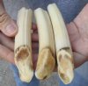 3 pc lot of 5 to 6-inch Hippo Tusks, hippo Ivory, .55 pound and 60% solid  (You are buying the 3 hippo tusk pictured) for $85.00 (CITES #300162) 