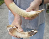 2 pc lot of 8 and 9-inch Hippo Tusk, hippo Ivory, 1 pound - $125.00 (CITES #300162) 