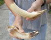2 pc lot of 8 and 9-inch Hippo Tusk, hippo Ivory, 1 pound  (You are buying the 2 hippo tusk pictured) for $140.00 (CITES #300162) 