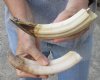 2 pc lot of 9-inch Hippo Tusk, hippo Ivory, 1 pound  (You are buying the 2 hippo tusk pictured) for $140.00 (CITES #300162) 