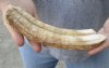 7-inch Semi-Curved Hippo Tusk, hippo Ivory, .60 pound and 99% solid.  (You are buying the hippo tusk pictured) for $100.00 (CITES #300162) 