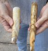 #2 Grade 2 pc lot of 6 to 8-inch Hippo Tusk, hippo Ivory, .55 pound.  (You are buying the 2 hippo tusk pictured) for $60.00 (CITES #300162) 