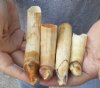 4 pc lot of 4 to 6-inch Hippo Tusks, hippo Ivory, .60 pound.  (You are buying the 4 hippo tusk pictured) for $100.00 (CITES #300162) 