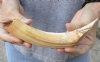 8-inch Curved Hippo Tusk, hippo Ivory, .55 pound and 30% solid.  (You are buying the hippo tusk pictured) for $75.00 (CITES #300162) 