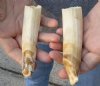 2 pc lot of 5 and 6-inch Hippo Tusk, hippo Ivory, .35 pounds and 20% solid  (You are buying the 2 hippo tusk pictured) for $60.00 (CITES #300162) 