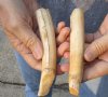 2 pc lot of 5 and 6-inch Hippo Tusk, hippo Ivory, .45 pounds and 50% solid  (You are buying the 2 hippo tusk pictured) for $75.00 (CITES #300162)