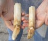 2 pc lot of 5 and 6-inch Hippo Tusk, hippo Ivory, .50 pounds and 50% solid  (You are buying the 2 hippo tusk pictured) for $80.00 (CITES #300162) 