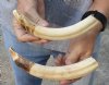 2 pc lot of 8 and 9-inch Hippo Tusk, hippo Ivory, .85 pounds and 20% solid  (You are buying the 2 hippo tusk pictured) for $120.00 (CITES #300162) 