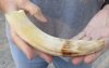 8-inch Curved Hippo Tusk, hippo Ivory, .50 pound and 50% solid.  (You are buying the hippo tusk pictured) for $80.00 (CITES #300162) 