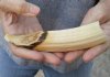 6-inch Straight Hippo Tusk, hippo Ivory, .30 pound and 30% solid.  (You are buying the hippo tusk pictured) for $50.00 (CITES #300162) 