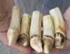 5 pc lot of 3-1/2 to 4-1/2-inch Hippo Tusks, hippo Ivory, .65 pound and 80% solid.  (You are buying the 5 hippo tusk pictured) for $105.00 (CITES #300162) 