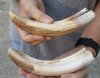 2 pc lot of 7 to 8-inch Hippo Tusk, hippo Ivory, .95 pounds  (You are buying the 2 hippo tusk pictured) for $130.00 (CITES #300162) 