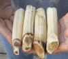 4 pc lot of 4 to 5-inch Hippo Tusks, hippo Ivory, .70 pound and 60% solid.  (You are buying the 4 hippo tusk pictured) for $115.00 (CITES #300162) 