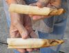 2 pc lot of 6 to 7-inch Hippo Tusk, hippo Ivory, .50 pounds and 50% solid  (You are buying the 2 hippo tusk pictured) for $80.00 (CITES #300162) 